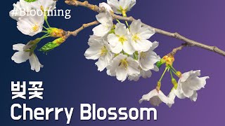 벚꽃 피는 모습 / Cherry Blossom / 봄꽃 개화