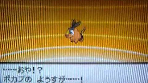 ポカブ ポカブ