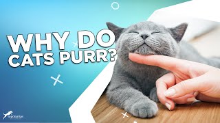 Why Do Cats Purr? by Top Dog Tips 104 views 18 hours ago 3 minutes, 46 seconds
