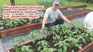 We plant sweet pepper seedlings. Subtleties and nuances.