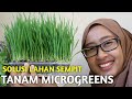 GROWING MICROGREENS | CARA TANAM, PANEN DAN ICIP MICROGREENS