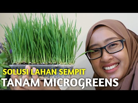 Video: Apa Itu Microgreens Dan Bagaimana Cara Menanam Microgreens