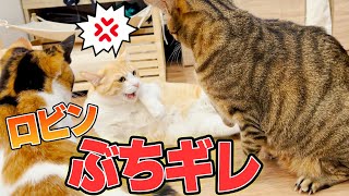 【初喧嘩】新年を迎えてすぐに猫達がとんでもない大喧嘩をし始めました…