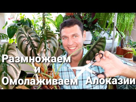 Video: Jak rychle alocasia rostou?