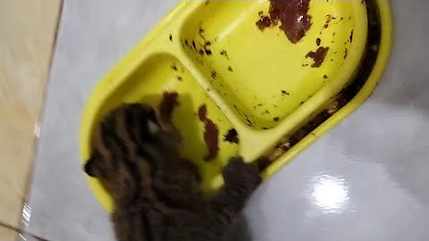 Video 4701711: baby asian leopard cat, cat feeding babies, live feeding