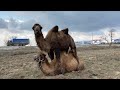 Возвращение наших красавиц 🐫🐫❤️