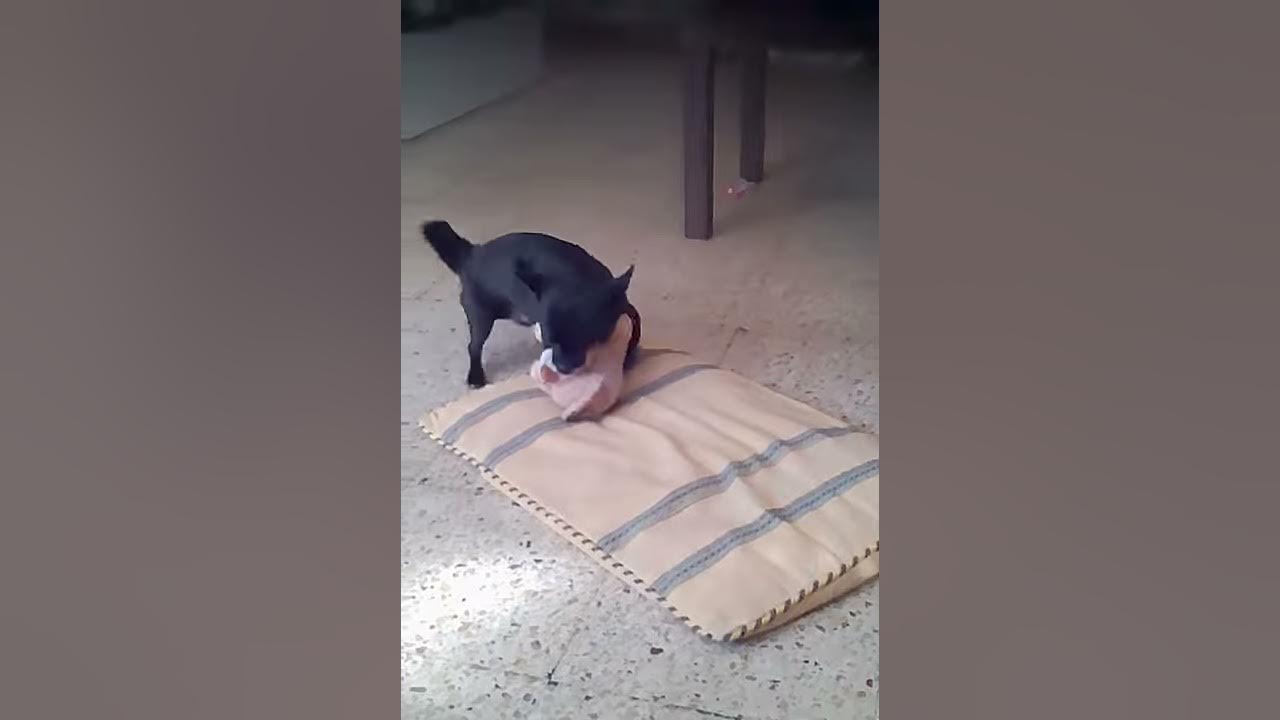 Mi perro haciendo el amor con un peluche - YouTube