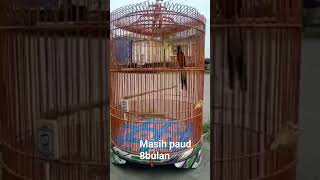 Download Lagu pacingan muray paud### MP3 Download Lagu pacingan muray paud### MP3