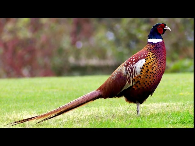 Fighting Male Ring-necked Pheasants – Feathered Photography