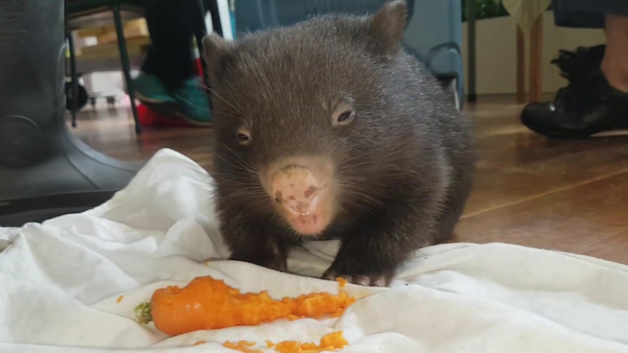 Wombat miniroo3 - YouTube