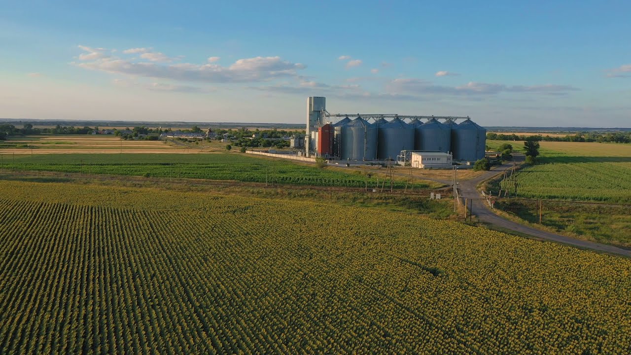 Modern Grain Silos At The Field Of Blooming Sunflower.