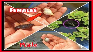 Molly Fish Breeding in Simple Steps | Molly breeding pond setup