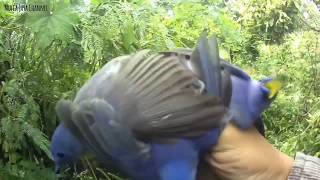 Download Lagu Pikat burung teledekan laut atau biasa di sebut Selendang biru. alhamdulillah dapat lagi tiga ekor MP3