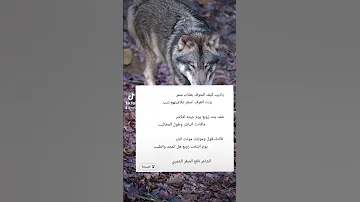 بنت زوبع قتلت الذيب في العراق قصيده الشاعر نافع صقر الشمري العصاري ديار شمر داقوق كركوك شمر بنت شمر 