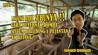 LANGSUNG DARI SUHUNYA!! CARA BETERNAK DOMBA SISTEM BREEDING 1 PEJANTAN 40 BETINA!! | SUMBHER DOBHOS