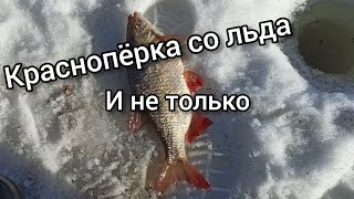 краснопëрка со льда.