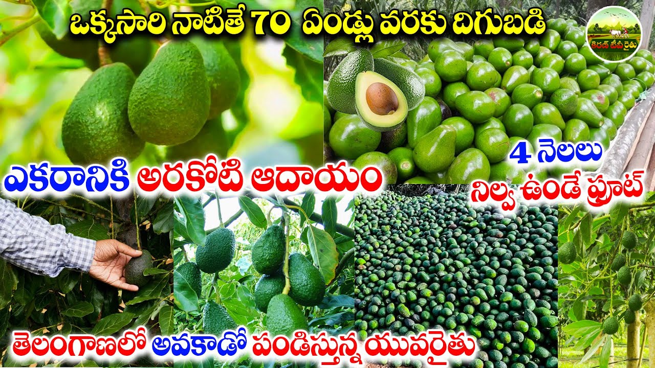 ఎకరానికి అరకోటి ఆదాయం.. ఈ చెట్టు పండ్లు బంగారం తో సమానం | Avocado Farming | Kiran TV Rythu