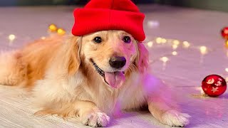 Golden Retriever 101: Golden Retriever Dogs Appearance, Temperament, Diet, Health and Lifespan by Delvix Pet 133 views 1 year ago 10 minutes, 39 seconds