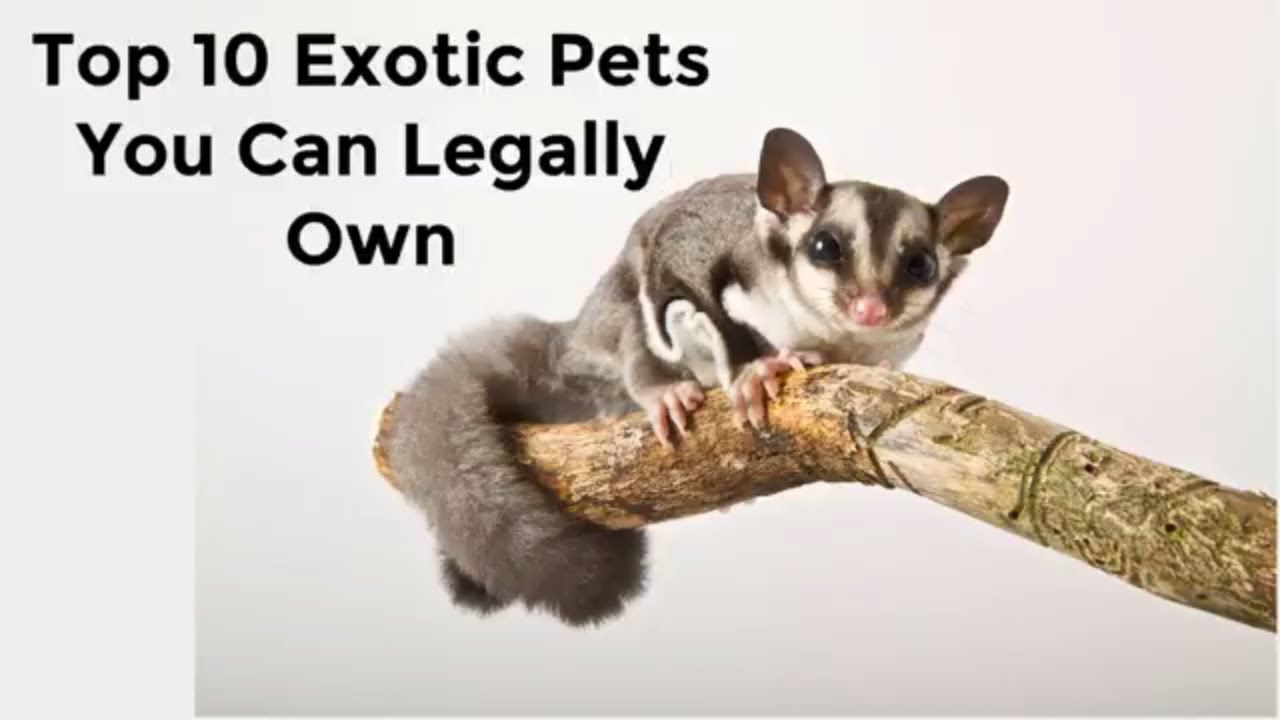 Top 10 Exotic Pets You Can Legally Own - YouTube