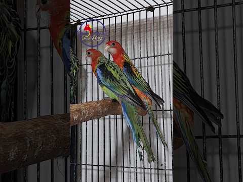 Cute rosellas playing #parrots #birds #shorts #breedingsetup #rosella 😯😯