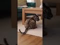 Tiger Cub Hide and seek Today! #entertainment #viral #tiger #animals #cat