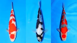Potential Winner 8th International Junior Koi Show Japan *Momotaro Kohaku Potential Winner 8th International Junior Koi Show Japan *Momotaro Kohaku