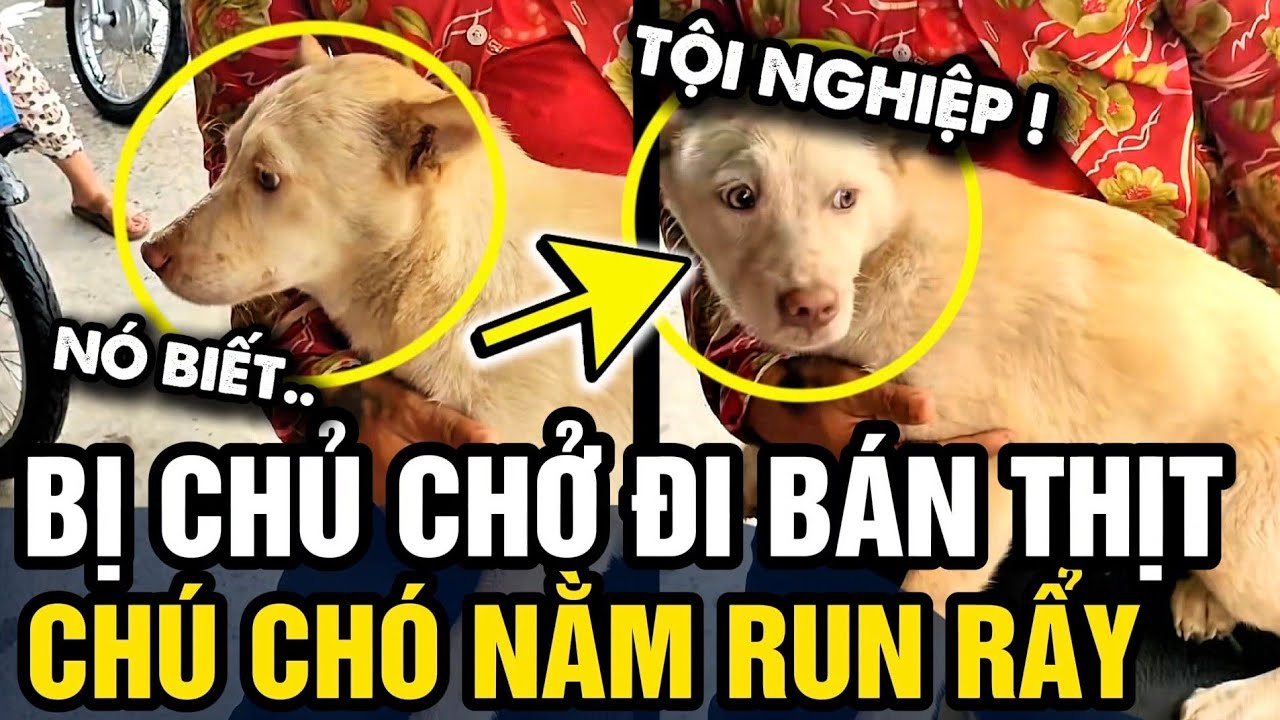 Thấy CHÚ CHÓ RUN RẨY vì bị chủ mang đi bán thịt, chị gái quyết định LÀM ...