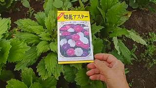 アスターの 摘芯で豪華な花に Youtube