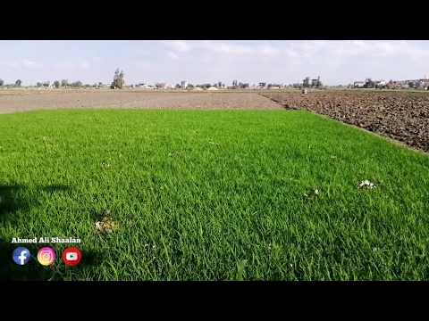 مشاتل الأرز أرض الشرقية مصر