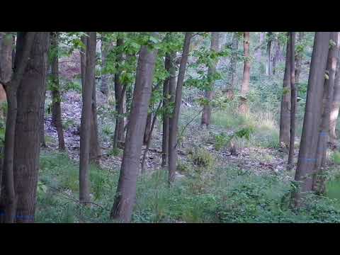 Video: Ricke im Frühjahr 2019 irgendwo im Wald im Unterharz in Deutschland