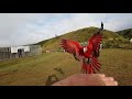 Greenwing macaw free flying and breathtaking landing on owners hand.