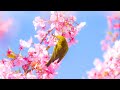 Расслабляющая музыка с пением птиц - Красивая фортепианная музыка и музыка для сна