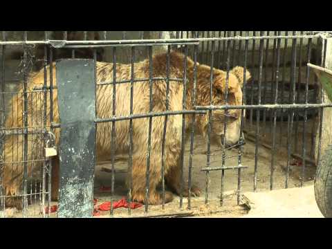 Душанбинский зоопарк