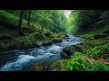 Deep Sleep &amp; Stress Relief with Peaceful Forest River and Birdsong | Nature Sounds Ambience Relaxing