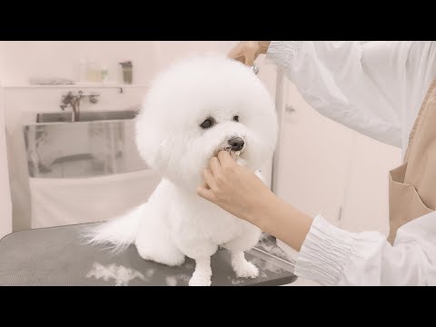 羊さん？！モコモコでまんまるな、ぷんちゃんです♡（ビションフリーゼ トリミング）