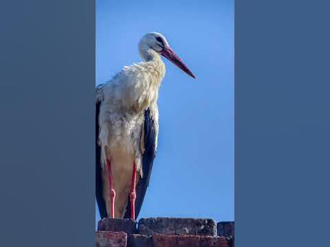 Фото-хобі. Природа - YouTube