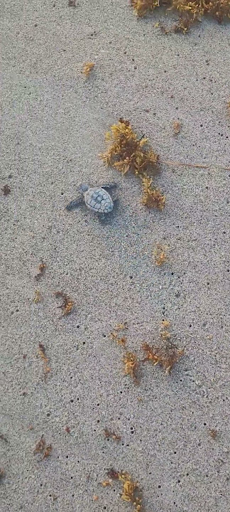 Baby sea turtle headed for rough water to start its dangerous first year, tight lines!