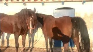 Yeguada cría reproducción y apareamiento. Yegua en celo caballo recelando.Semental cubricion