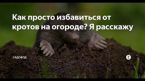 Как поймать крота. Как избавиться. Кротоловка. Отзывы покупателей №5.