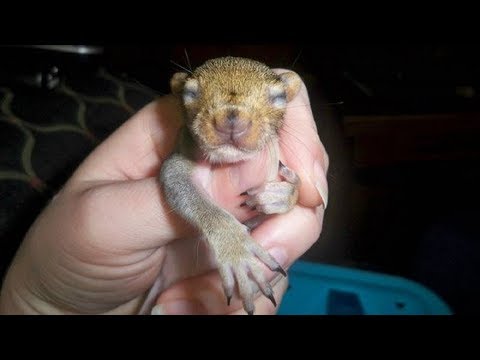 eichhörnchen-kehrt-nach-rettung-zurück-und-verblüfft-alle!...
