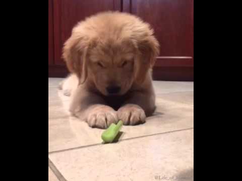 How to eat celery pt2