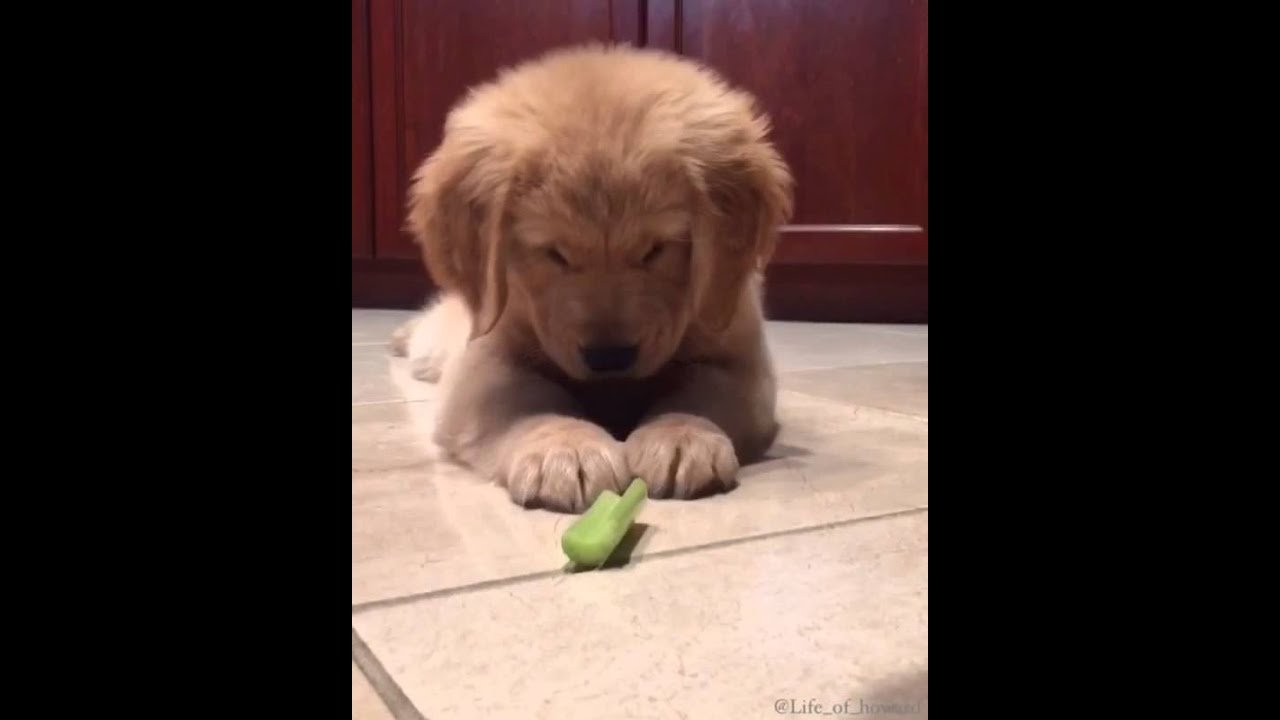celery and dogs