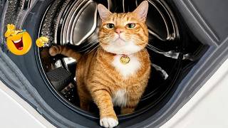 Typical Orange Cat Behavior 🙄 Funny Cat Fail Compilation