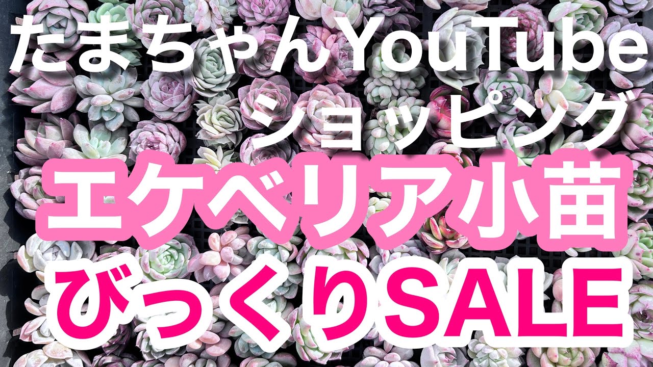 New Year's BIG Sale! Part 2: Gorgeous Echeveria Set - YouTube