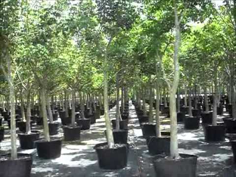 Gumbo Limbo Trees - Bursera simaruba south florida - (786).255.2832 - We Deliver