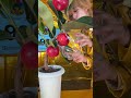 FRUIT SHAPE MOLD EXPERIMENT🍎
