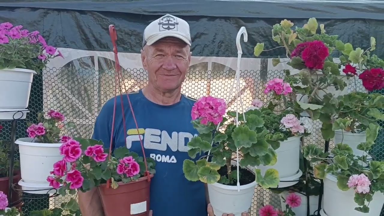 Мої пеларгонії  (калачики) квітнуть. Запрошуємо на смачну диню,і красиві іграшки 