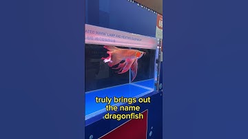 Dragonfish! Arowana World Championship 2023