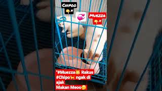 muezza U0026 chipo ras persia Laparr cat love stories cat lovers