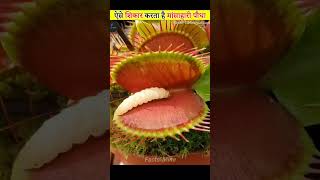 दुनिया का एक मात्र मांसाहारी पौधा | Venus Flytrap Carnivorous Plant ytshorts factsinhindi shorts